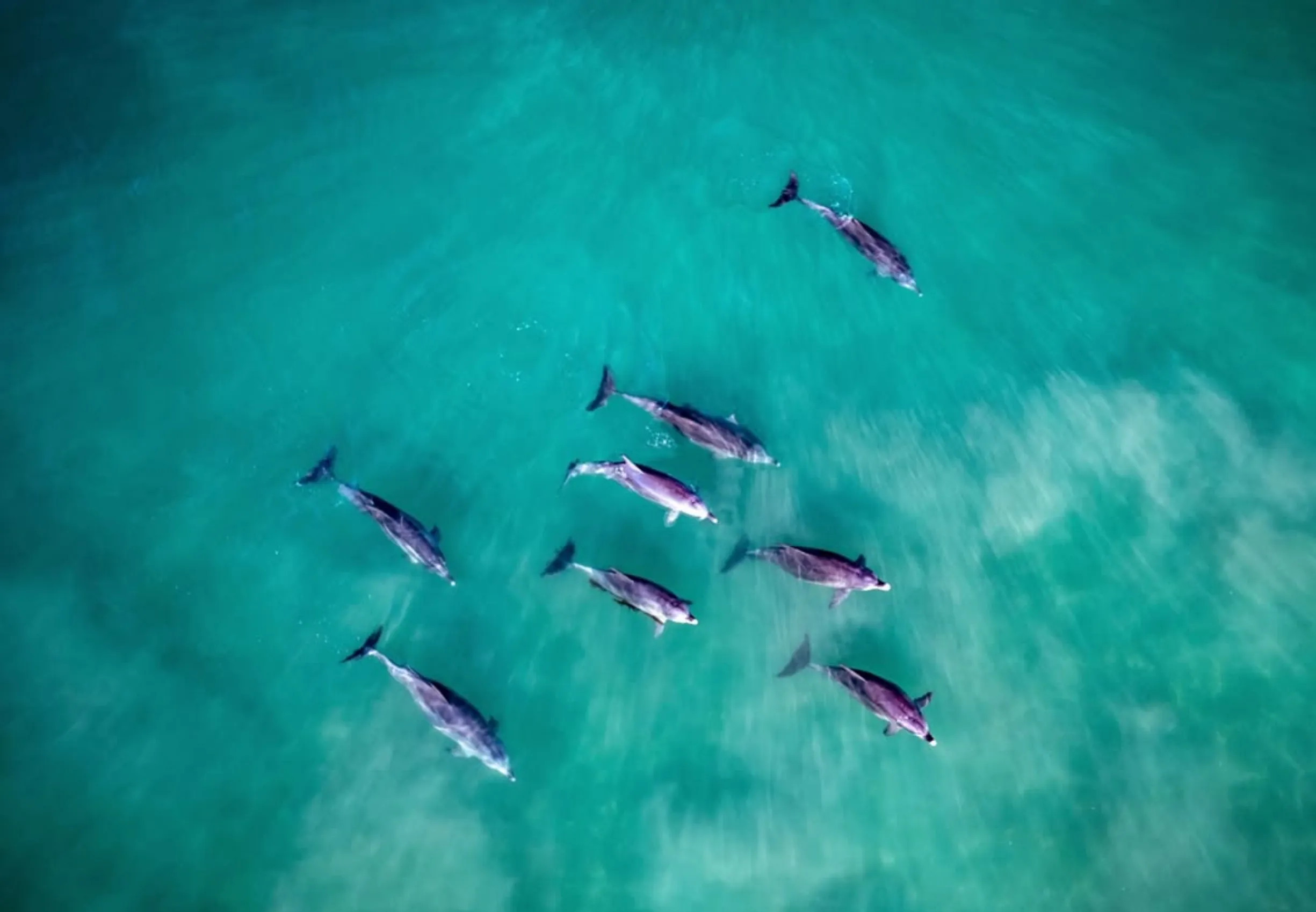 Bottlenose Dolphins