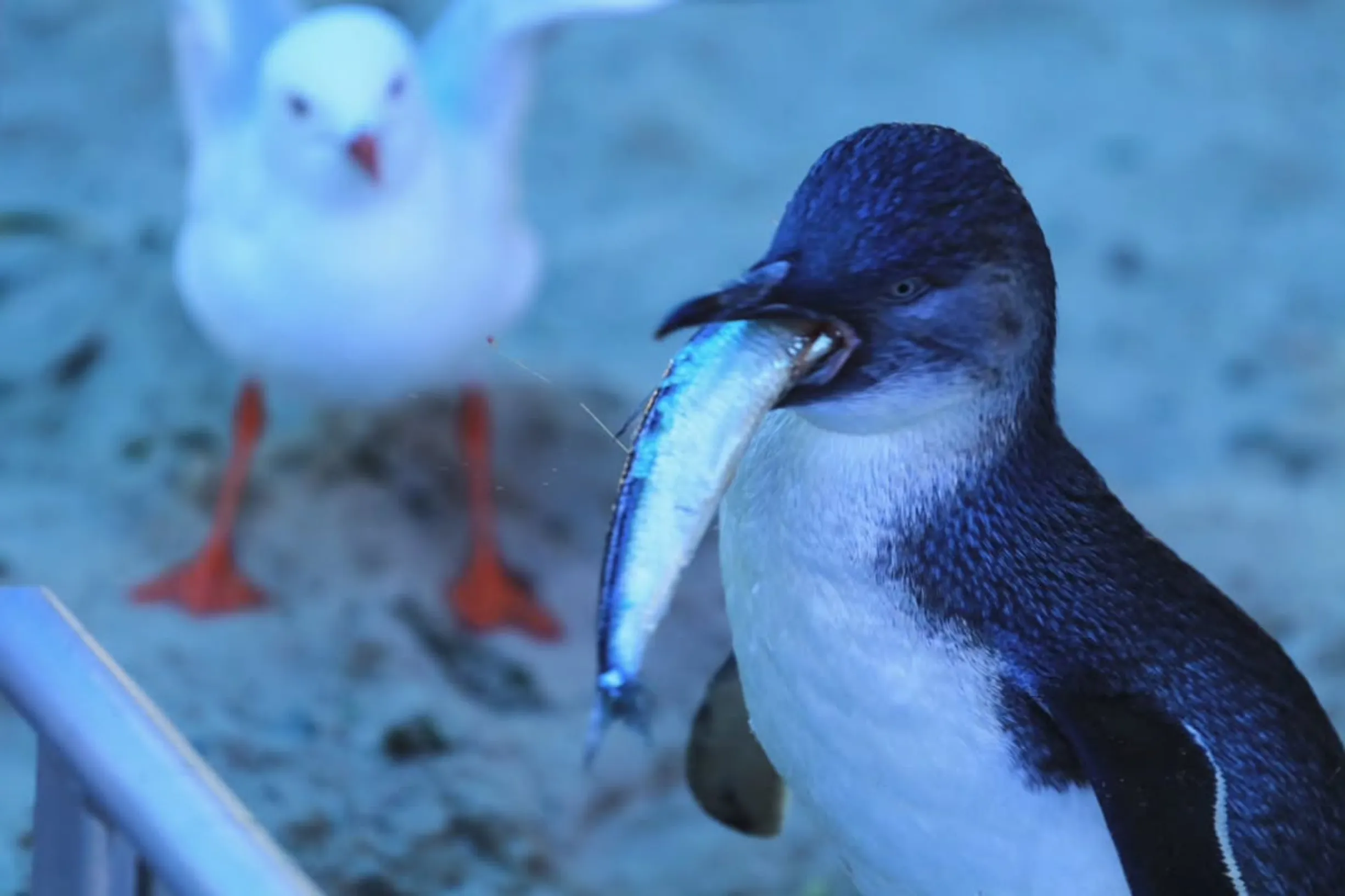 Little Penguins
