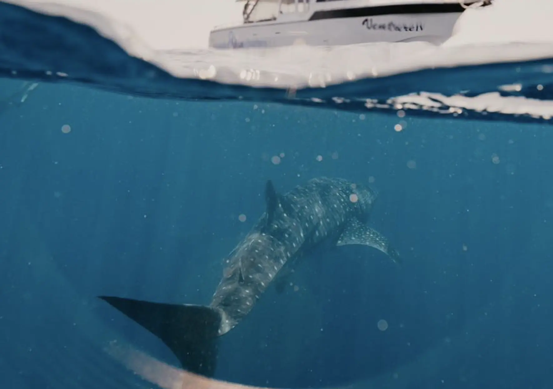 Ningaloo Reef Snorkeling