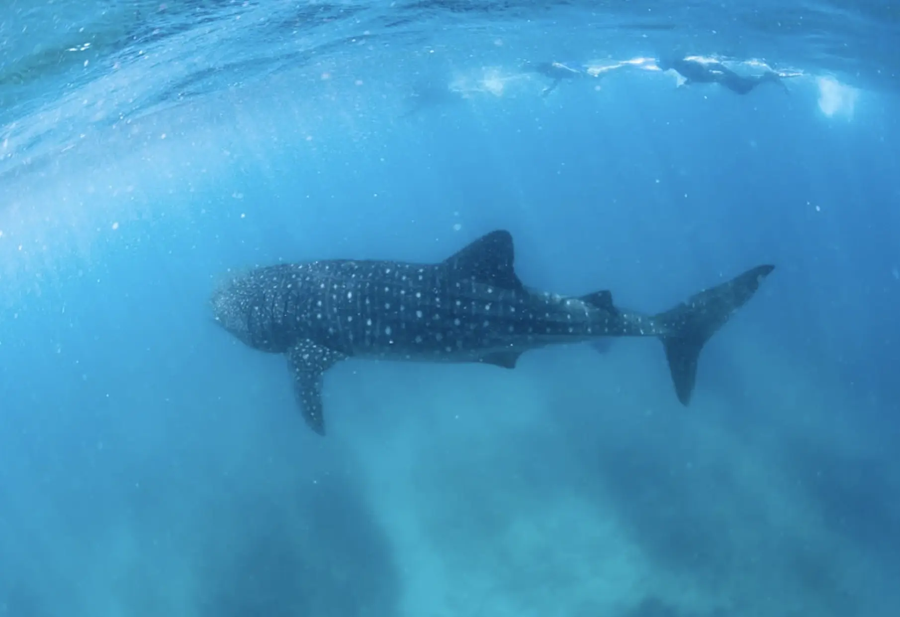 Whale Shark Ningaloo