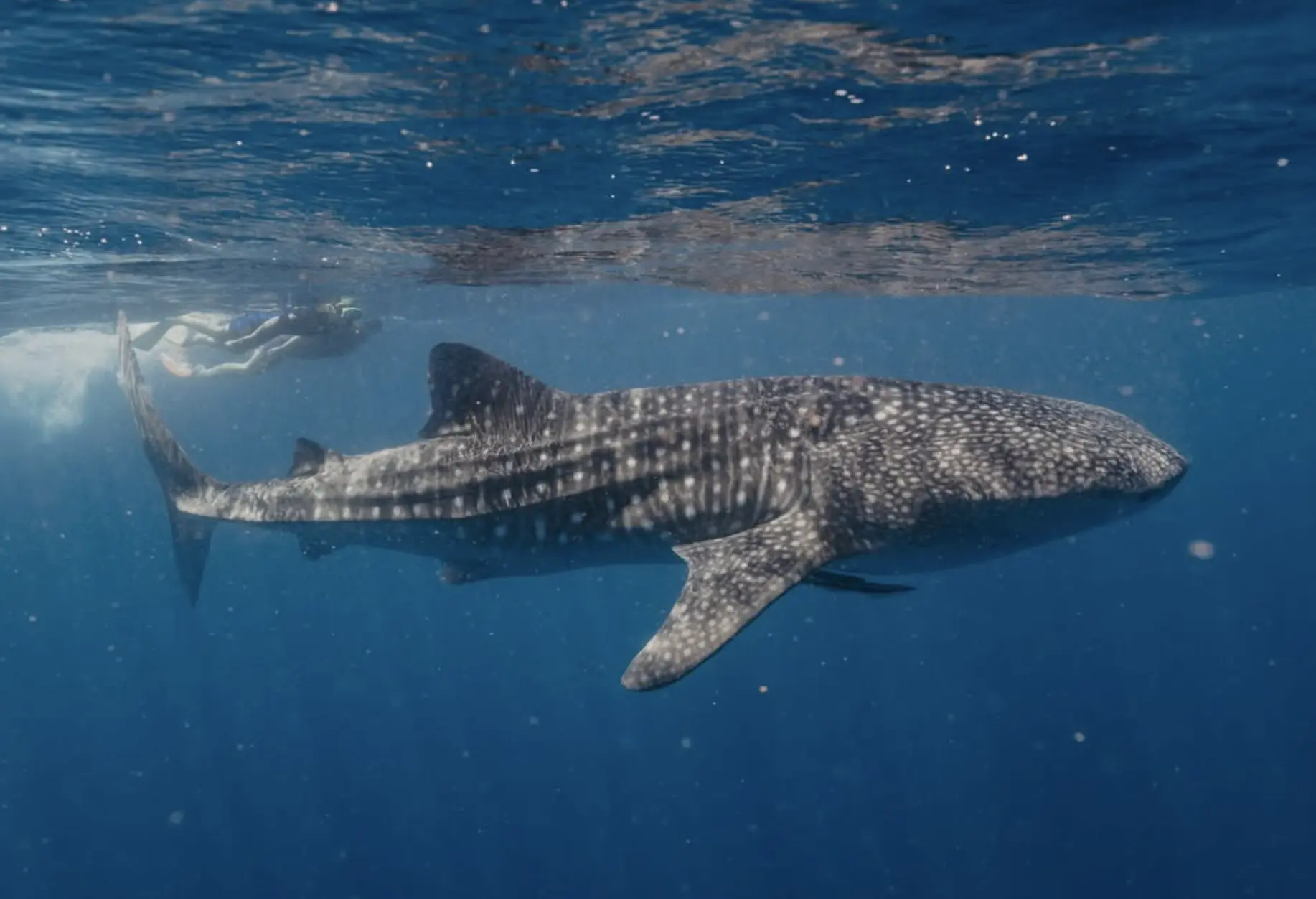 Whale Shark Tours