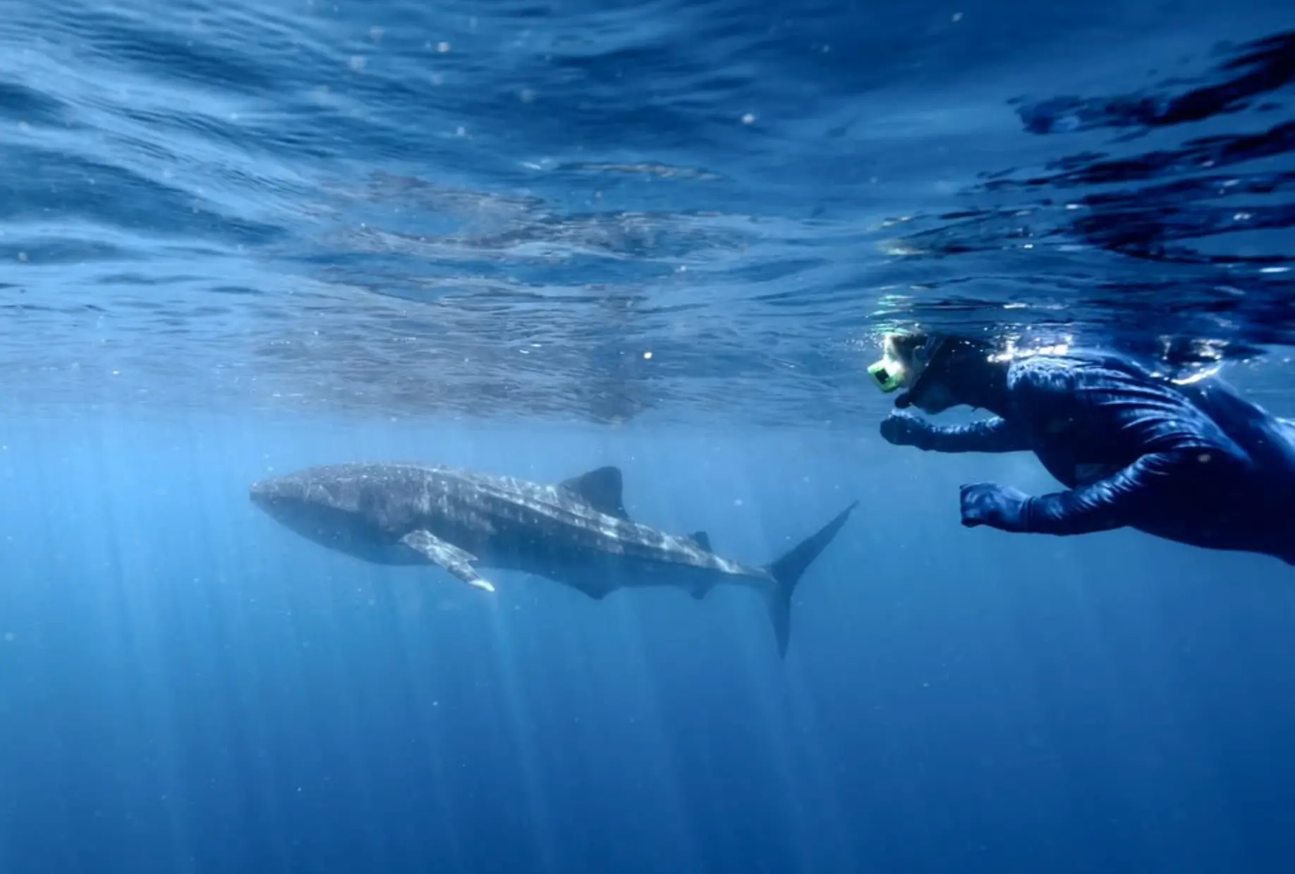 Where can you swim with whale sharks in WA?