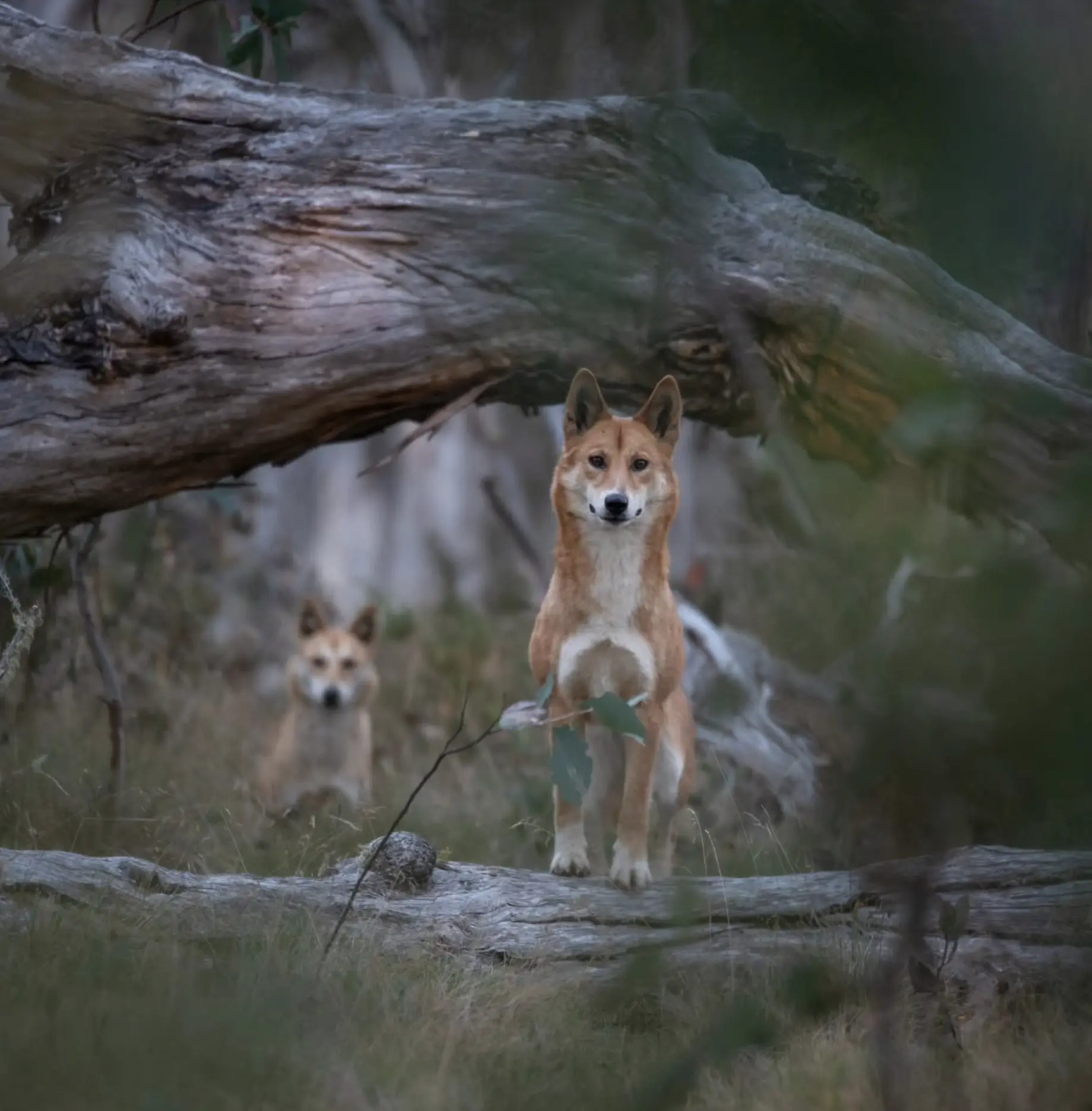 Are there dingos in Kakadu National Park?