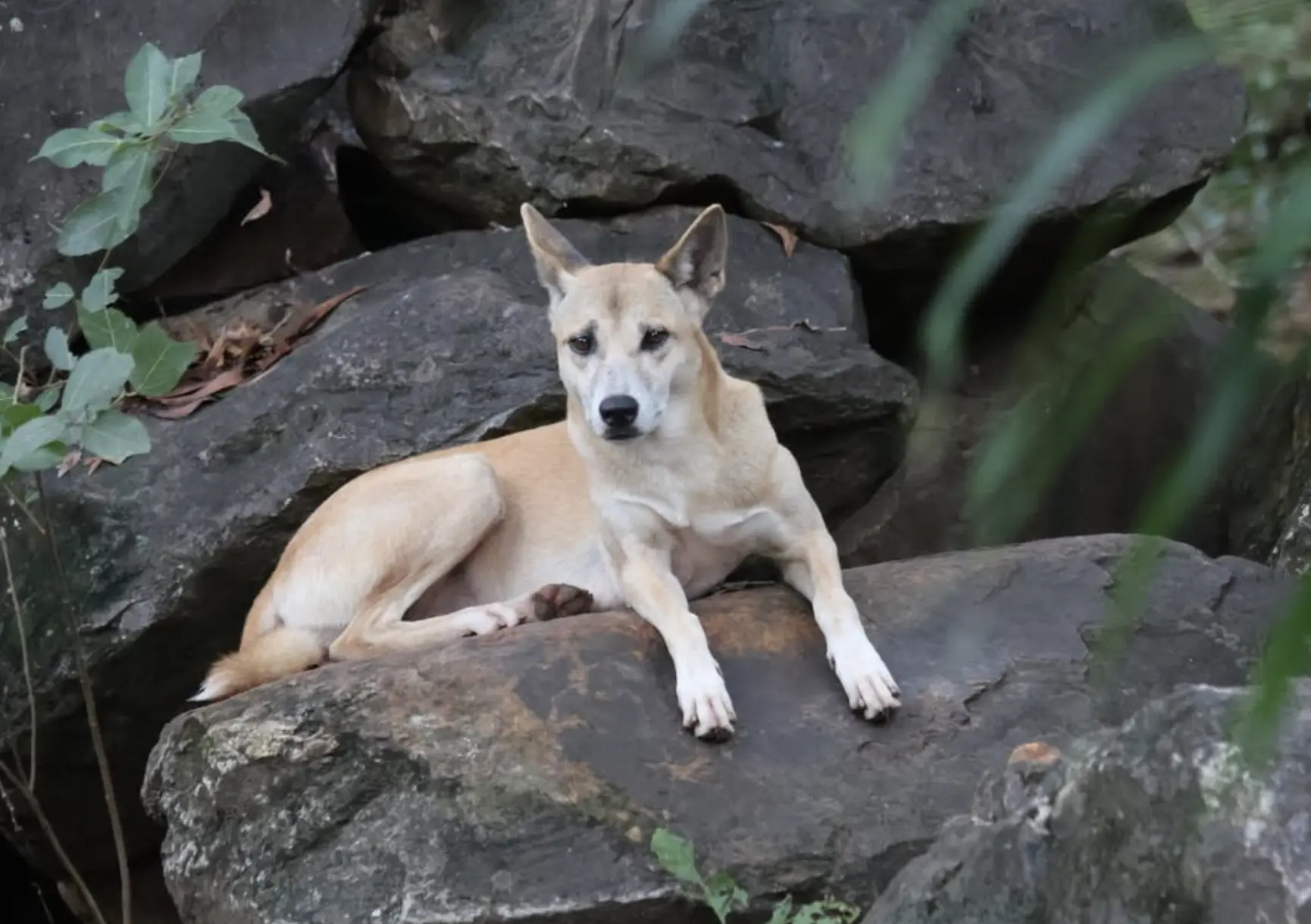 Dingo Australia