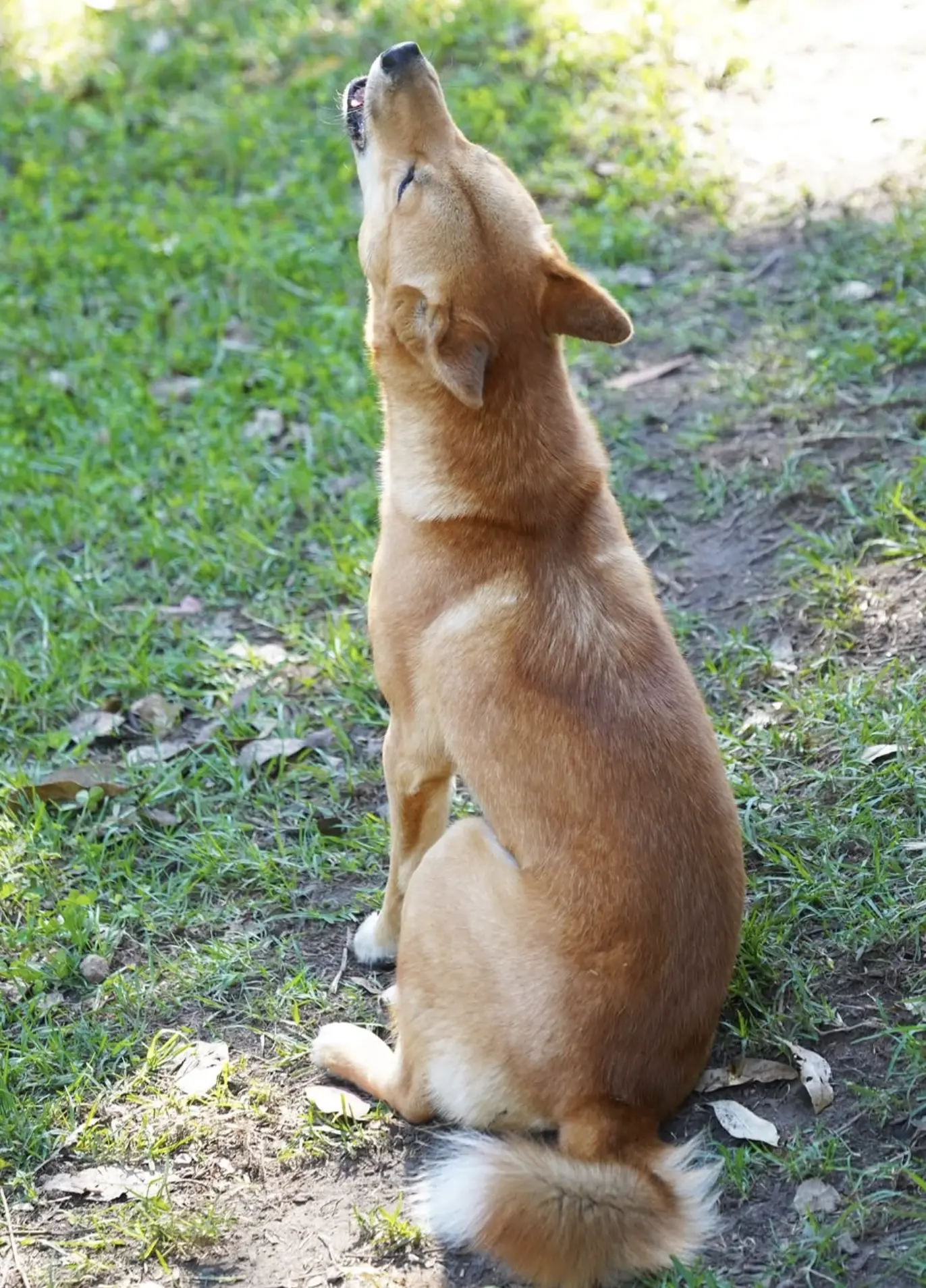Dingo Spotting Kakadu