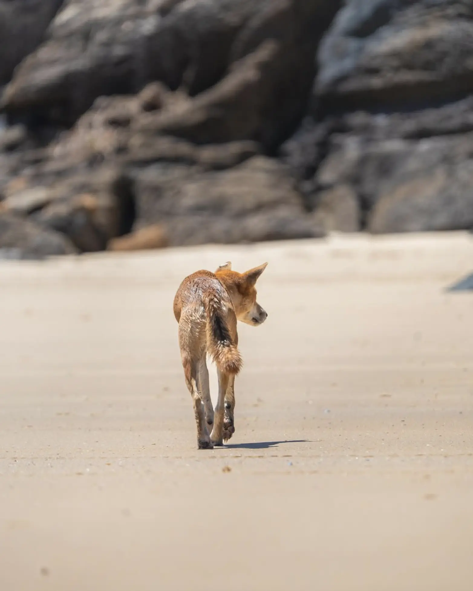 Dingo Spotting