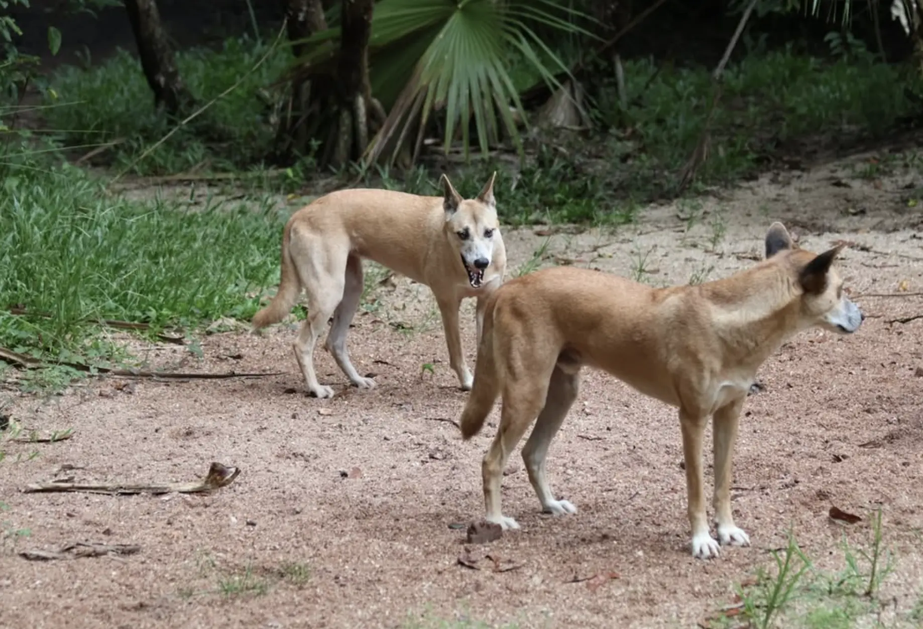 Dingoes of Kakadu
