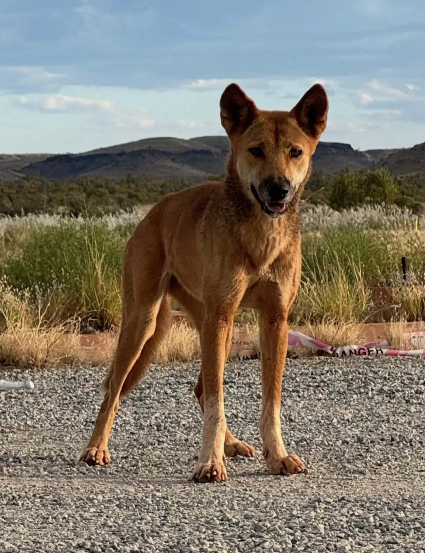 Kakadu Dingos