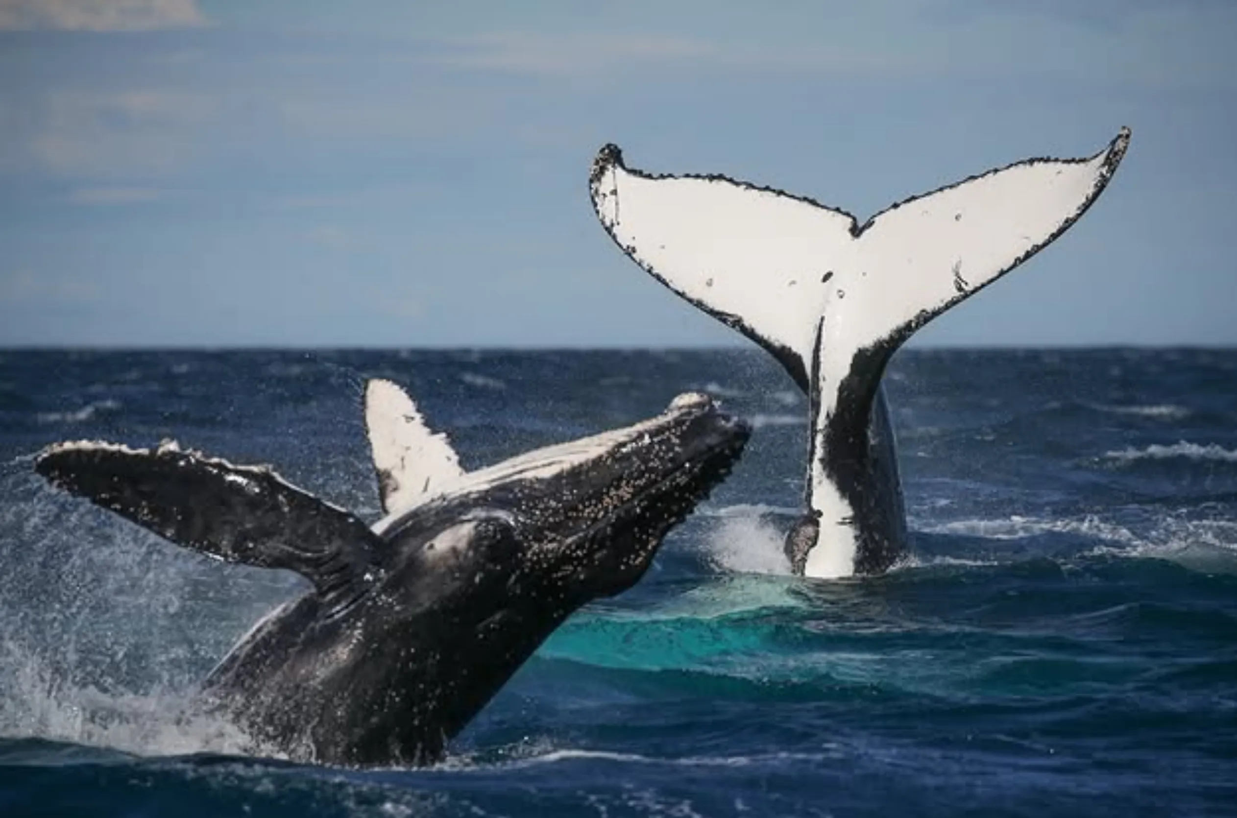 Best whale tours Western Australia