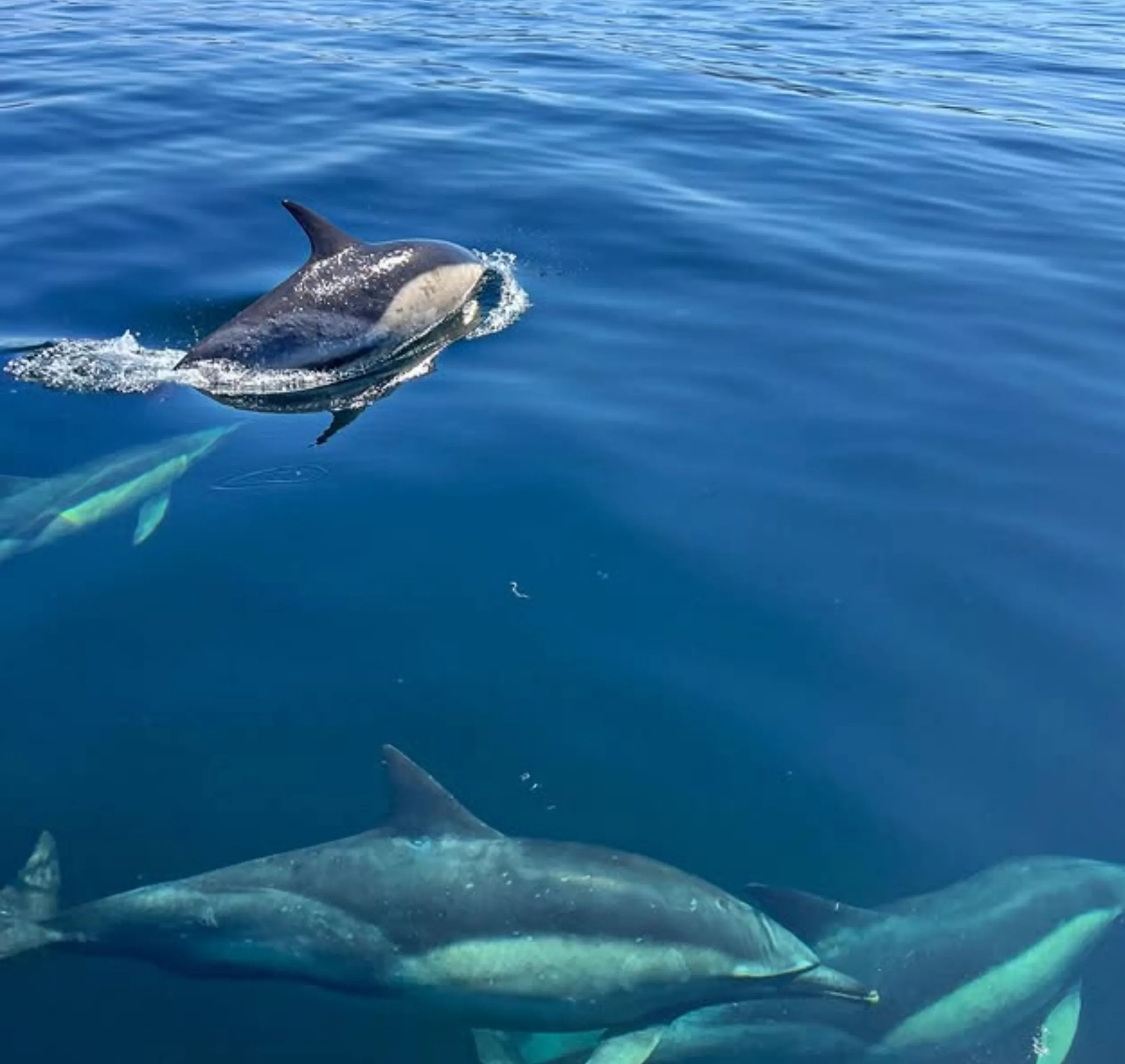 Fremantle whale watching cruises 2026