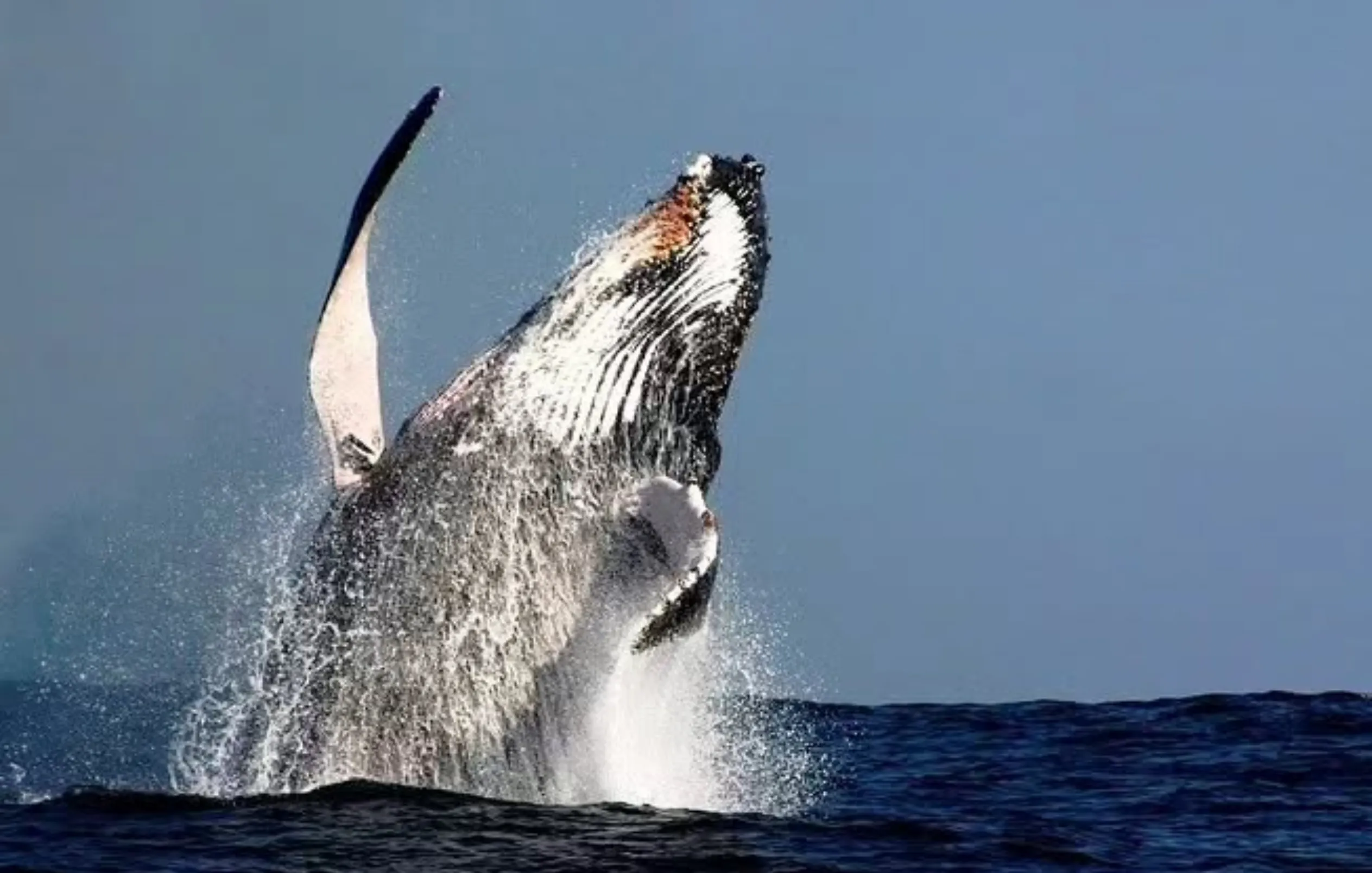 Humpback whale season Fremantle