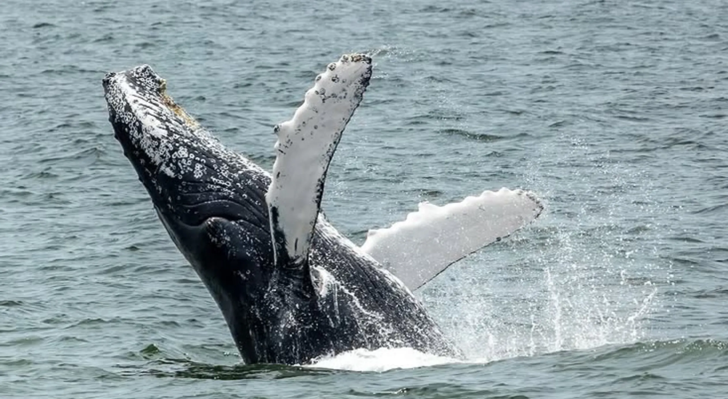 Southern right whales WA coast