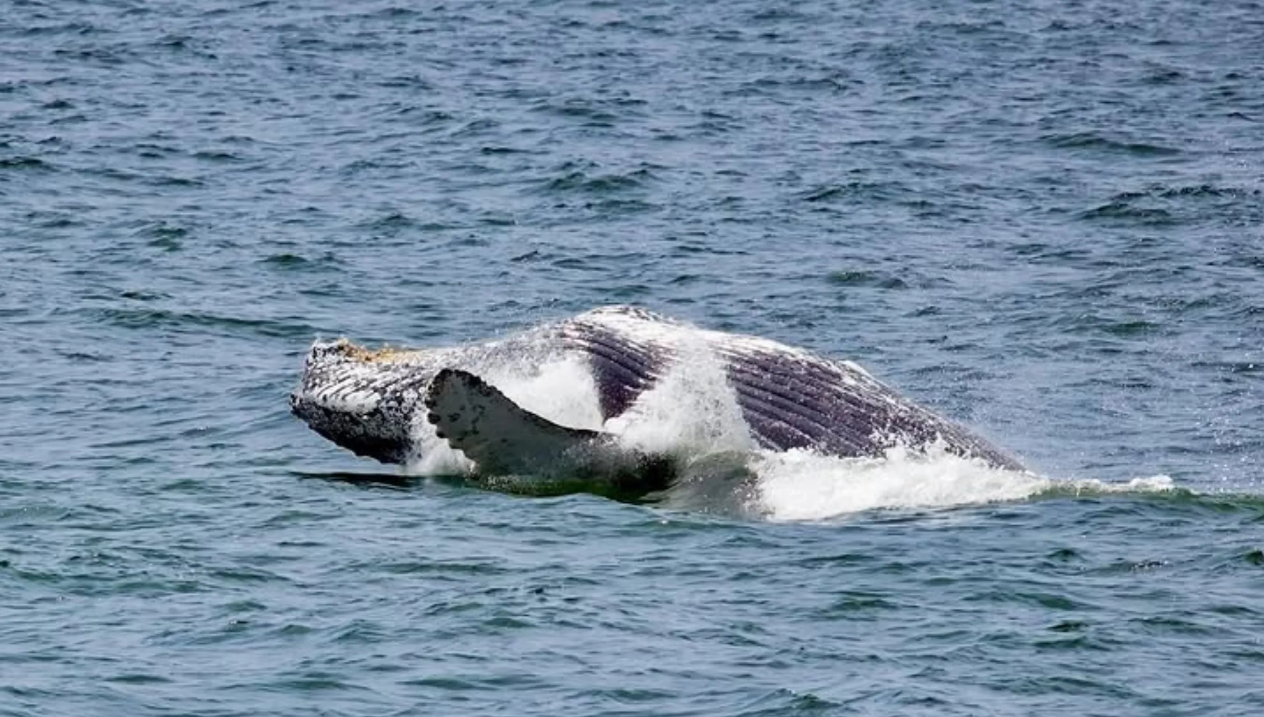 Whale Watch Western Australia reviews